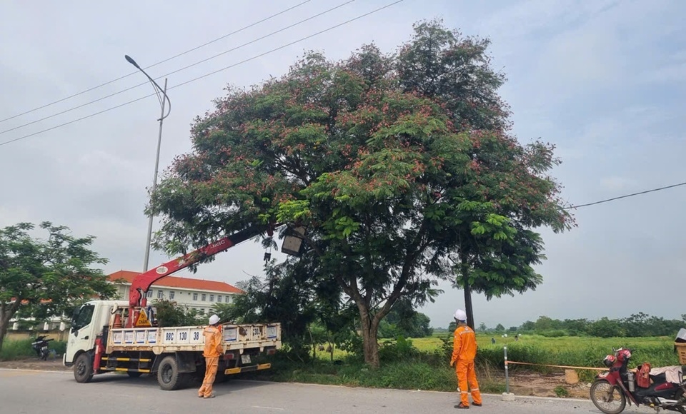 chặt tỉa cây